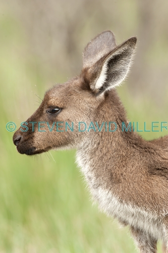 western grey kangaroo picture;western grey kanagroo;black faced kangaroo;mallee kangaroo;macropus fuliginosus;western grey kangaroo female;kangaroo;female kangaroo;flinders ranges national park;wilpena;south australia national park;kangaroo portrait;kangaroo head shot