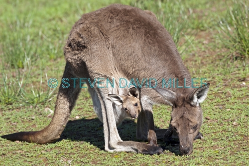 western grey kangaroo picture;western grey kanagroo;black faced kangaroo;mallee kangaroo;macropus fuliginosus;western grey kangaroo with joey;kangaroo with joey;joey in pouch;baby kangaroo in pouch;mother kangaroo with joey;kangaroo;female kangaroo;flinders ranges national park;wilpena;south australia national park