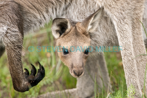 western grey kangaroo picture;western grey kanagroo;black faced kangaroo;mallee kangaroo;macropus fuliginosus;western grey kangaroo with joey;kangaroo with joey;joey in pouch;baby kangaroo in pouch;safe;cozy;mother kangaroo with joey;kangaroo;female kangaroo;flinders ranges national park;wilpena;south australia national park