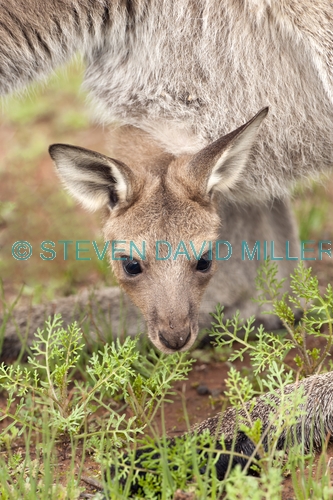 western grey kangaroo picture;western grey kanagroo;black faced kangaroo;mallee kangaroo;macropus fuliginosus;western grey kangaroo with joey;kangaroo with joey;joey in pouch;baby kangaroo in pouch;safe;cozy;mother kangaroo with joey;kangaroo;female kangaroo;flinders ranges national park;wilpena;south australia national park