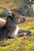 kangaroo-island-kangaroo-picture;kangaroo-island-kangaroo;kangaroo;western-grey-kangaroo-subspecies;