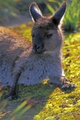 kangaroo-island-kangaroo-picture;kangaroo-island-kangaroo;kangaroo;western-grey-kangaroo-subspecies;