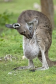 female-kangaroo-cleaning-pouch;western-grey-kangaroo;macropus-fuliginosus;flinders-ranges-national-p