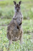 male-kangaroo;male-western-grey-kangaroo;macropus-fuliginosus;flinders-ranges-national-park;south-au