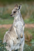 kangaroo;female-western-grey-kangaroo;macropus-fuliginosus;flinders-ranges-national-park;south-austr