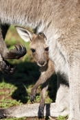 western-grey-kangaroo-picture;western-grey-kanagroo;black-faced-kangaroo;mallee-kangaroo;macropus-fu