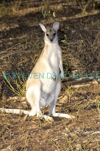 agile wallaby;wallaby;macropus agilis;mataranka;elsey national park;northern territory national park