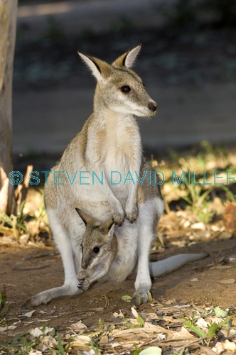 agile wallaby;wallaby;wallby with joey;joey in pouch;joey;macropus agilis;mataranka;elsey national park;northern territory national park