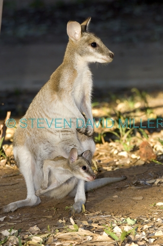 agile wallaby;wallaby;wallby with joey;joey in pouch;joey;macropus agilis;mataranka;elsey national park;northern territory national park