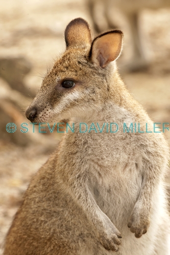 agile wallaby picture;agile wallaby;youngagile wallaby;macropus agilis;wallaby;wallabies;australian wallaby;australian wallabies;queensland wallaby;australian marsupials;australian macropods;australian kangaroos;kangaroos;wildlife habitat