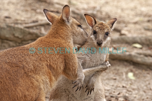agile wallaby picture;agile wallaby;young agile wallaby;macropus agilis;wallaby;wallabies;australian wallaby;australian wallabies;queensland wallaby;australian marsupials;australian macropods;australian kangaroos;kangaroos;eye contact;kangaroos hugging;hugging;hug;hug me;wildlife habitat