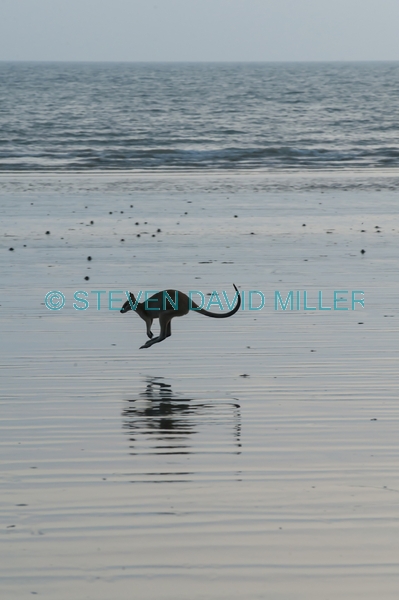 kangaroo hopping;agile wallaby;macropus agilis;cape hillsborough national park;kangaroo on beach