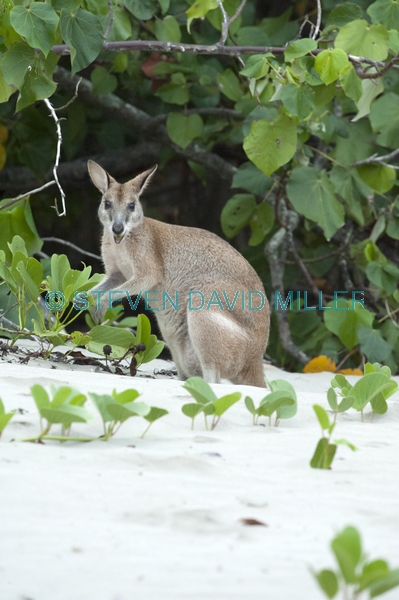kangaroo eating;agile wallaby;macropus agilis;cape hillsborough national park;kangaroo on beach