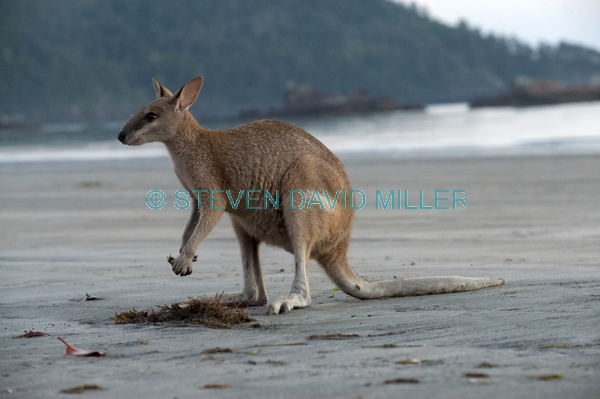 kangaroo eating;kangaroo eating;agile wallaby;macropus agilis;cape hillsborough national park;kangaroo on beach