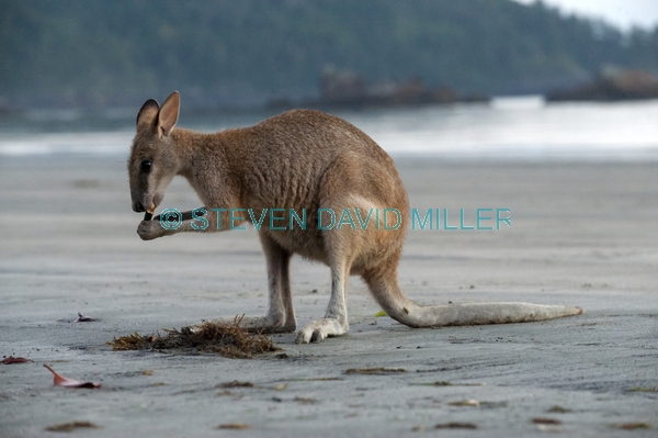 kangaroo eating;kangaroo eating;agile wallaby;macropus agilis;cape hillsborough national park;kangaroo on beach