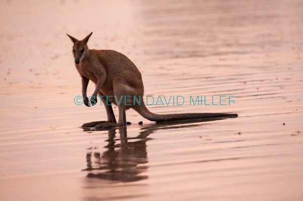 agile wallaby;macropus agilis;cape hillsborough national park;kangaroo on beach