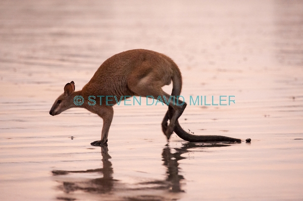 kangaroo hopping;agile wallaby;macropus agilis;cape hillsborough national park;kangaroo on beach