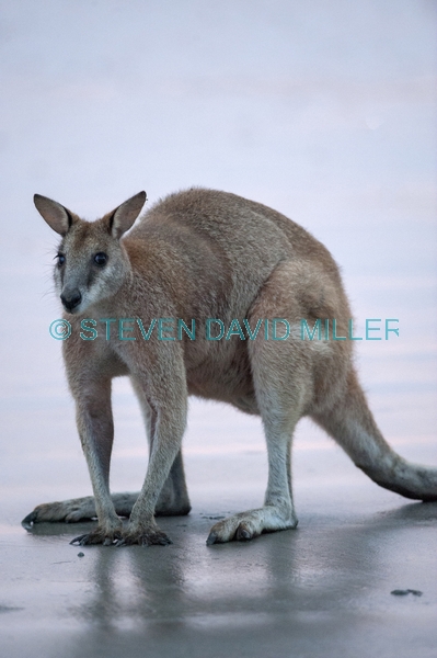 agile wallaby;macropus agilis;cape hillsborough national park;kangaroo on beach