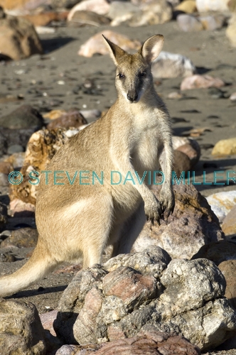 agile wallaby;macropus agilis;cape hillsborough national park;queensland national park;wallaby on the beach;kangaroo on the beach