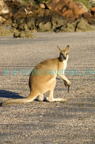 agile wallaby;macropus agilis;cape hillsborough national park;queensland national park;wallaby on the beach;kangaroo on the beach