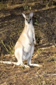 agile-wallaby;wallaby;macropus-agilis;mataranka;elsey-national-park;northern-territory-national-park