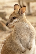 agile-wallaby-picture;agile-wallaby;youngagile-wallaby;macropus-agilis;wallaby;wallabies;australian-