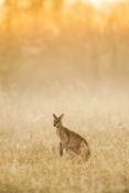 agile-wallaby-picture;agile-wallaby;agile-wallaby-pair;macropus-agilis;wallaby;wallabies;australian-