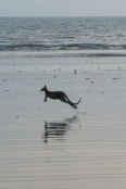 kangaroo-hopping;agile-wallaby;macropus-agilis;cape-hillsborough-national-park;kangaroo-on-beach