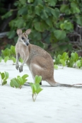 agile-wallaby;macropus-agilis;cape-hillsborough-national-park;kangaroo-on-beach