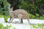kangaroo-eating;agile-wallaby;macropus-agilis;cape-hillsborough-national-park;kangaroo-on-beach