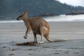 kangaroo-eating;kangaroo-eating;agile-wallaby;macropus-agilis;cape-hillsborough-national-park;kangar