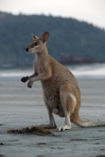 kangaroo-eating;kangaroo-eating;agile-wallaby;macropus-agilis;cape-hillsborough-national-park;kangar