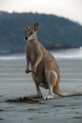 kangaroo-eating;agile-wallaby;macropus-agilis;cape-hillsborough-national-park;kangaroo-on-beach