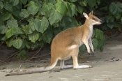 agile-wallaby;macropus-agilis;cape-hillsborough-national-park;queensland-national-park;wallaby-on-th