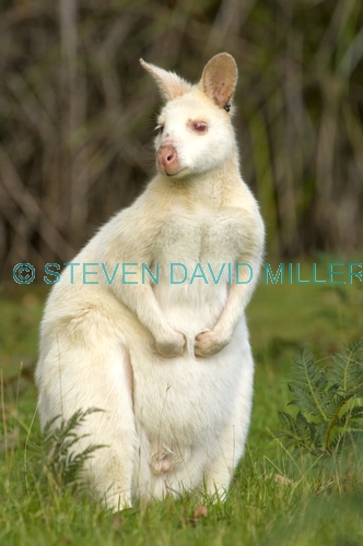 albino kangaroo;albino bennett's wallaby;bennett's wallaby;albino;albino animal;albino mammal;bruny island;south bruny island;adventure bay;tasmania;macropus rufogriseus;bennetts wallaby;male bennett's wallaby