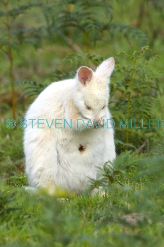 albino kangaroo;albino bennett's wallaby;bennett's wallaby;albino;bruny island;tasmania;macropus rufogriseus;bennetts wallaby;wallaby grooming;kangaroo grooming;grooming;south bruny island