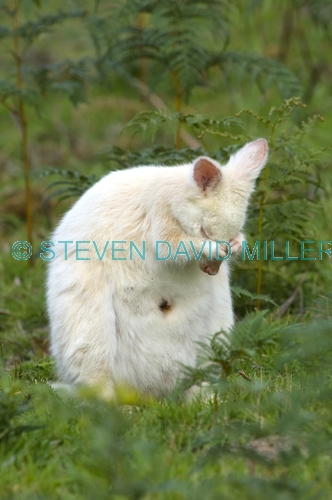 albino kangaroo;albino bennett's wallaby;bennett's wallaby;albino;bruny island;tasmania;macropus rufogriseus;wallaby grooming;kangaroo grooming;grooming;south bruny island;bennetts wallaby