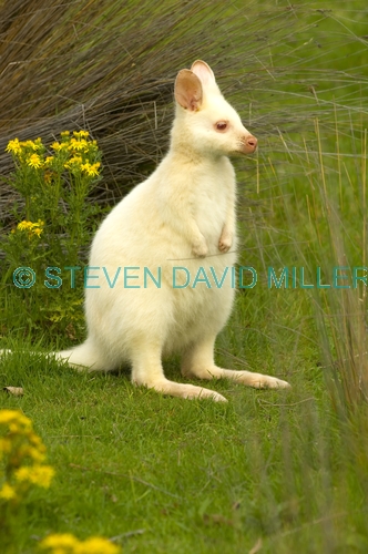 albino kangaroo;albino bennett's wallaby;bennett's wallaby;albino;albino animal;albino mammal;bruny island;south bruny island;adventure bay;tasmania;macropus rufogriseus;bennetts wallaby