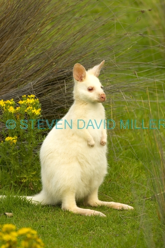 albino kangaroo;albino bennett's wallaby;bennett's wallaby;albino;albino animal;albino mammal;bruny island;south bruny island;adventure bay;tasmania;macropus rufogriseus;bennetts wallaby