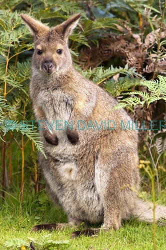 wallaby;bennett's wallaby;bennetts wallaby;bruny island;south bruny island;tasmania;red-necked wallaby;macropus rufogriseus;adventure bay