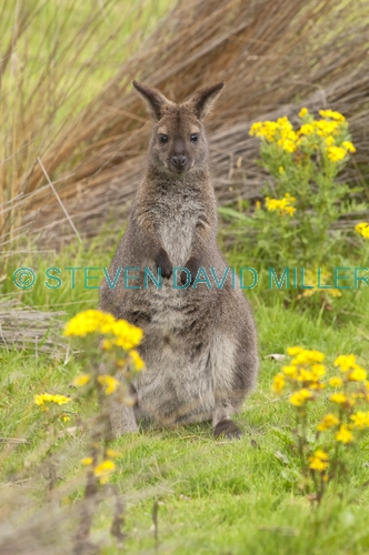 wallaby;bennett's wallaby;bennetts wallaby;bruny island;south bruny island;tasmania;red-necked wallaby;macropus rufogriseus;adventure bay