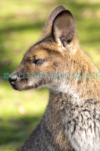 wallaby;bennett's wallaby;bonorong wildlife park;tasmania;red-necked wallaby;macropus rufogriseus;bennetts wallaby