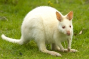 albino-kangaroo;albino-bennetts-wallaby;bennetts-wallaby;albino;albino-animal;albino-mammal;bruny-is
