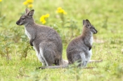 wallaby;bennetts-wallaby;bennetts-wallaby;bruny-island;south-bruny-island;tasmania;red-necked-wallab