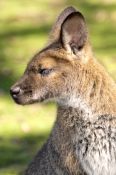 wallaby;bennetts-wallaby;bonorong-wildlife-park;tasmania;red-necked-wallaby;macropus-rufogriseus;ben