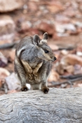black-footed-rock-wallaby-picture;black-flanked-rock-wallaby-picture;black-footed-rock-wallaby;black