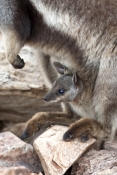 black-footed-rock-wallaby-joey-picture;black-flanked-rock-wallaby-joey-picture;black-footed-rock-wal
