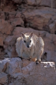 short-eared-rock-wallaby-picture;short-eared-rock-wallaby;short-eared-rock-wallaby;rock-wallaby;wall