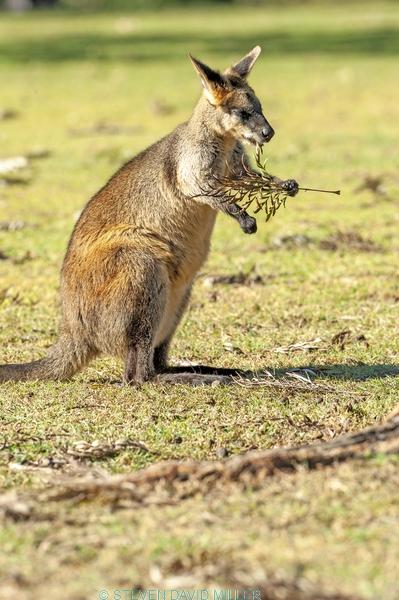 swamp wallaby;black wallaby;wallabia bicolor;australian wallabies;australian marsupial