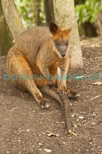 swamp wallaby picture;black wallaby picture;swamp wallaby;black wallaby;wallabia bicolor;australian wallabies;australian wallaby;wallaby sitting;wallaby;sitting;sit;wildlife habitat;north queensland;australian kangaroos;steven david miller